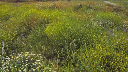 green grass field