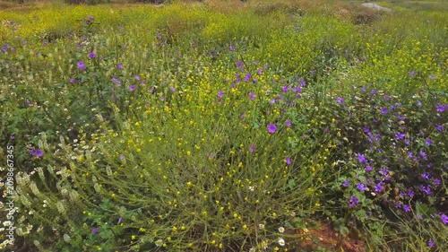 field of lavender