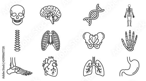 Bild auf Leinwand Medical Anatomy Black Line Art Vector Icon Set Featuring Human Skeleton Organs B