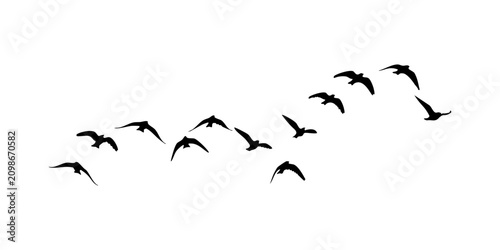 Bild auf Leinwand flock of  flying birds, Flock of Birds in Flight Black Silhouette Vector Style F