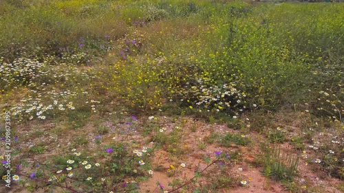 grass and flowers