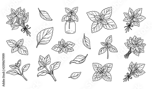Hand Drawn Basil Herb Sketch Element Set with Fresh Botanical Leaves Bunches and Glass Jar Illustrations for Culinary Line Art Graphic Designs