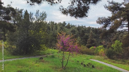 spring in the woods