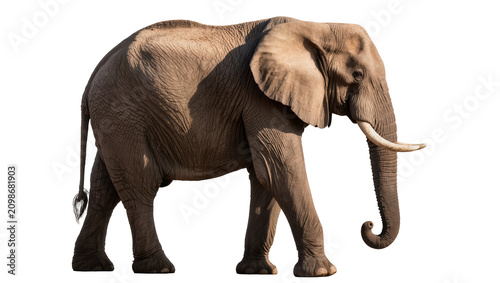Foto African elephant walking detailed skin texture, isolated on transparent backgrou