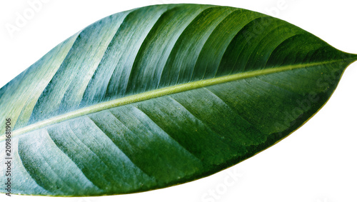 Tablou pe pânză Detailed green leaf with prominent veins, isolated on transparent background