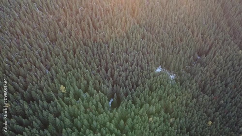 Aerial drone flight over evergreen forest at golden sunset