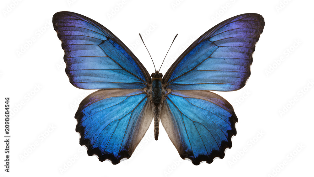 Fototapeta premium Vibrant blue morpho butterfly with intricate wing patterns, isolated on transparent background
