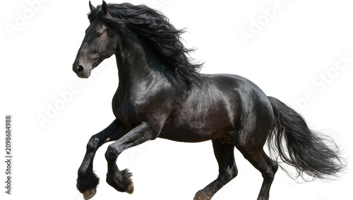 Fotografía Majestic black Friesian horse with flowing mane and tail, isolated on transparen