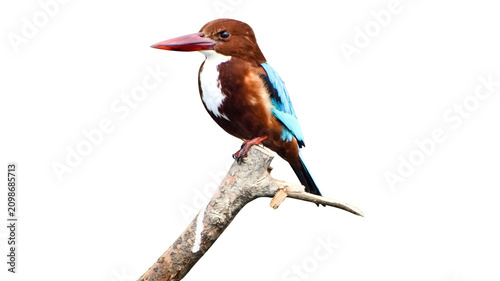 Canvastavla White-throated kingfisher perched on a wooden branch isolated on white backgroun