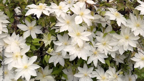A beautiful, close-up top view of full-bloom white clematis flowers with contrasting yellow stamen centers, creating a dense and elegant natural floral pattern.
