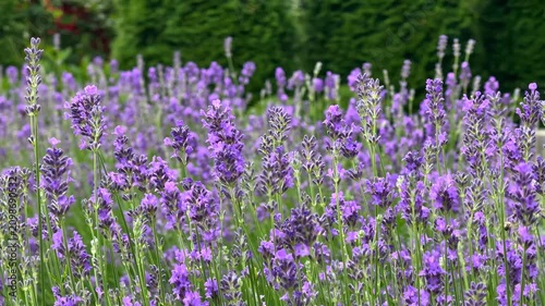 Close-up view of a honeybee pollinating vibrant purple lavender flowers blooming in a lush green field, capturing a serene moment in a sunny summer garden.