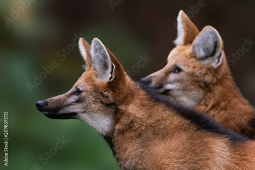Tableau sur toile Two maned wolves in profile against a blurred background.