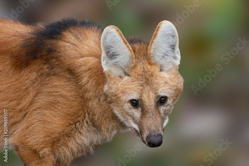 Fotografie Portrait of a single maned wolf against a blurred background.