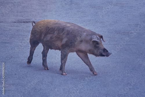 Foto Mud-Splattered Pig Striding Down Road