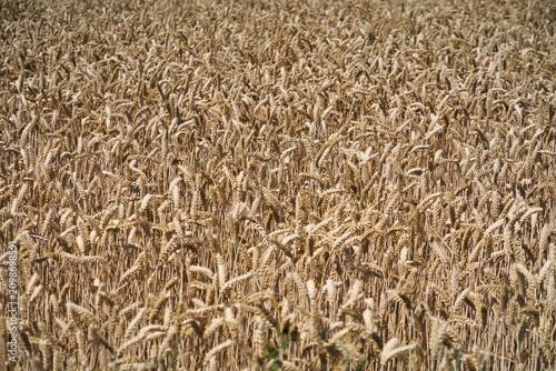 Full frame texture of a ripe golden wheat field before harvest.
