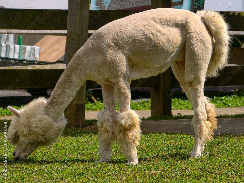 Fototapeta premium Full body shot of a fluffy alpaca eating grass in a sunny outdoor environment