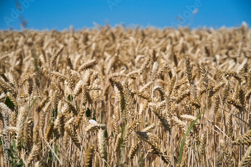 Close-up of ripe golden wheat ears against a clear blue sky.