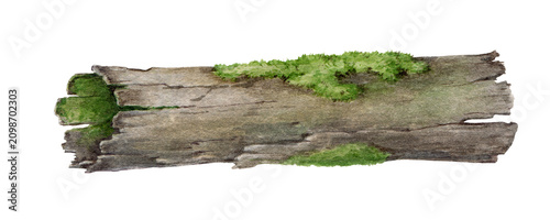 Watercolor mossy fallen tree trunk isolated on transparent background. Rustic forest botanical hand painted illustration for woodland branding, packaging, stationery, landscape and nature design.