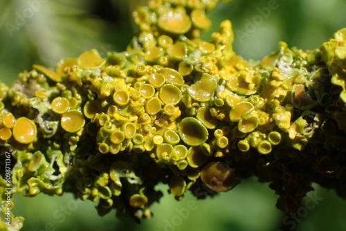 Photos Vibrant Yellow-Green Lichen Thriving on Branch