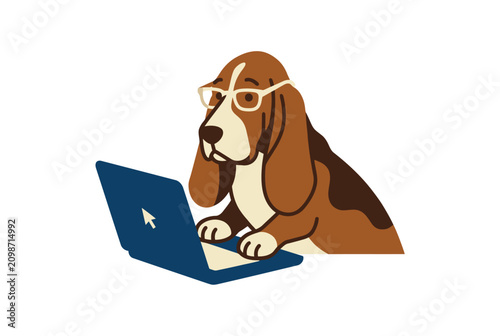 Fotografija A bespectacled basset hound is typing on a laptop