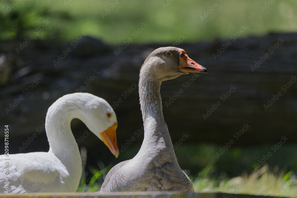 Fototapeta premium Two geese outdoors during sunny day
