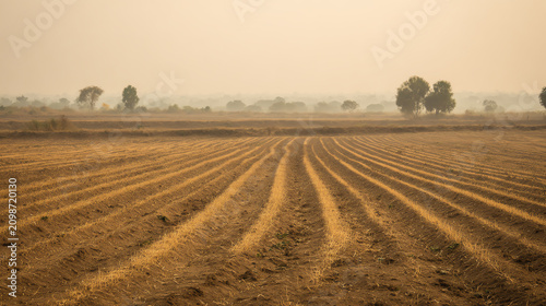 A tranquil farmland landscape featuring rows of freshly plowed earth under soft morning light.