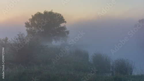 Foto A serene landscape captures a lone tree and lush vegetation shrouded in thick, m