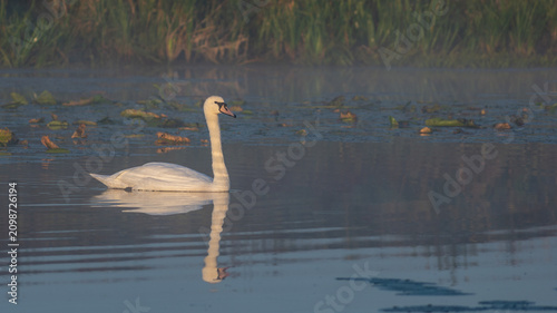 Bild auf Leinwand A white swan swims gracefully on a calm, misty lake during the early morning, cr