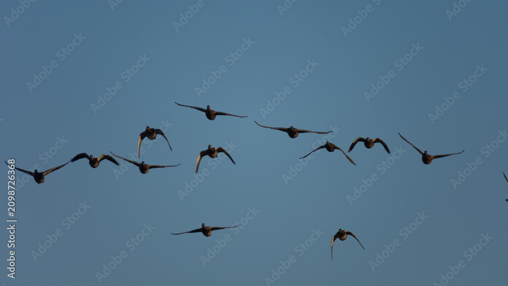 Fototapeta premium A flock of ten birds flies high in the clear blue sky during the evening