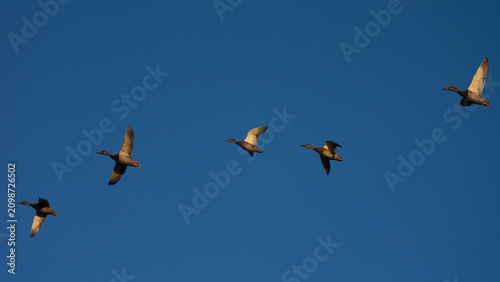A flock of five wild ducks flies gracefully across a clear, bright blue sky in single line
