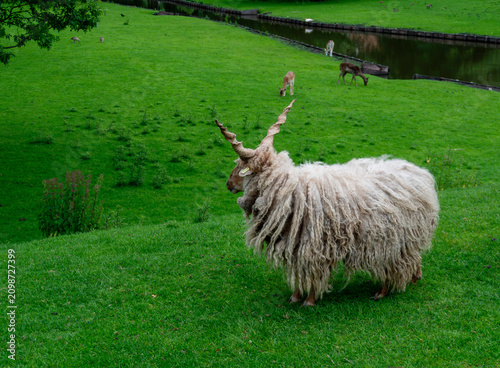 Foto Hungarian Racka sheep, Ovis aries, standing on a green meadow with long curly wool and distinctive corkscrew horns