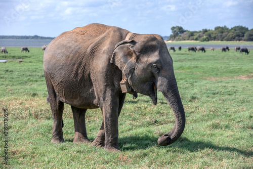A matriarch elephant fitted with GPS tracking collar feeding on lush grassland within Minneriya National Park at Habarana in central Sri Lanka. The elephant is used to monitor herd movements.