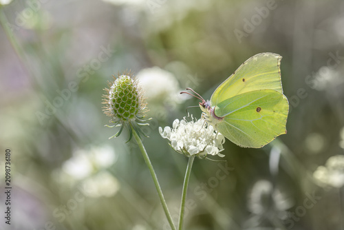 Фотография Brimstone butterfly (Gonepteryx rhamni)