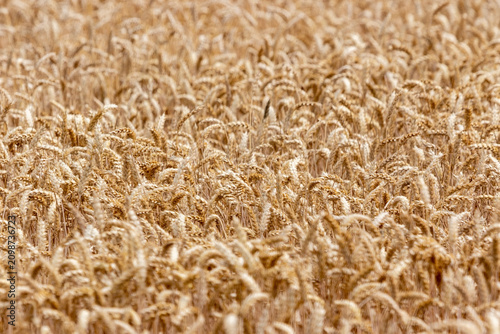 golden wheat field