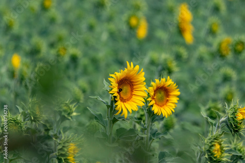 field of sunflowers