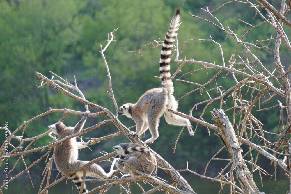Fototapeta premium Lemurs are sitting on a tree branch.