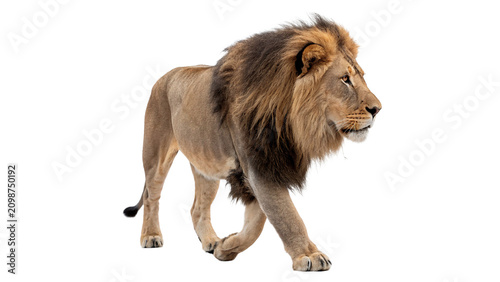 Photography Majestic adult male lion standing African wildlife predator big cat isolated on
