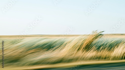 Flowing Green Field with Distant Horizon
