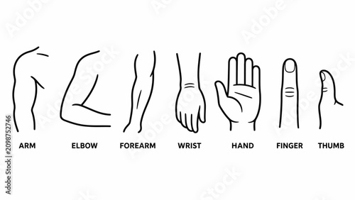 Canvas Print Illustrated human arm and hand anatomy diagram.