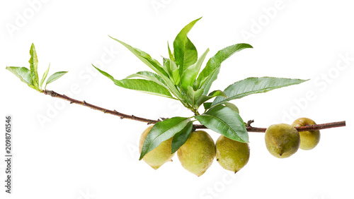 Bild auf Leinwand Young green peach or plum fruit hanging on branch with fresh leaves isolated on transparent background