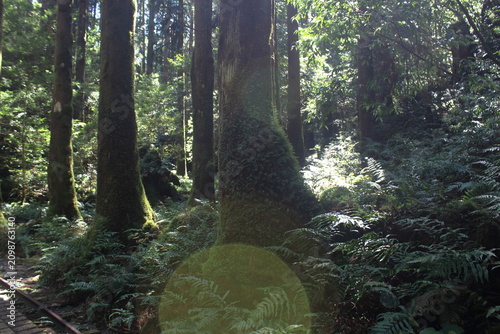 登山道