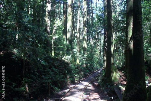 登山道