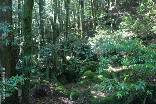 登山道