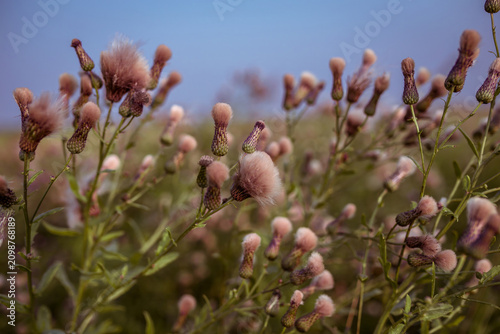 Canvastavla Thistle flower heads gone to seed with fluffy pappus growing in meadow field und