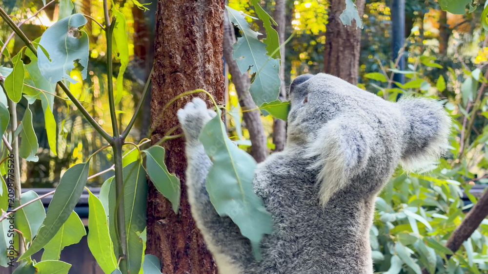 Obraz premium Koala Climbing a Gum Tree to Eat Eucalyptus Leaves in Australia