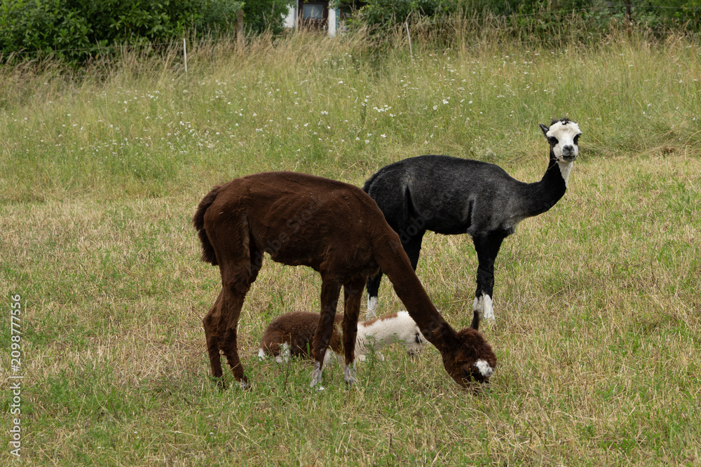 Fototapeta premium alpaka tier natur lama familie