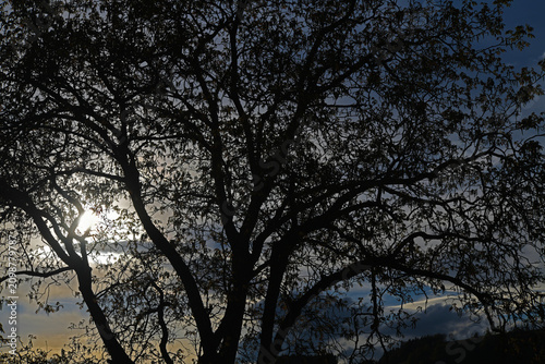 Foto intricate silhouette of a large deciduous tree, against a cloudy sky val di fune