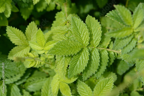 Foto A selective focus shot captures vibrant green pinnate leaves of a common agrimon