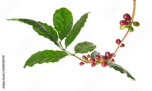 Billede på lærred Fresh coffee branch with ripe red and green coffee cherries isolated on transparent background