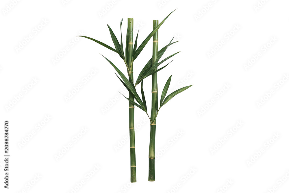Obraz premium Bamboo stalks and fresh green leaves growing upward on a transparent background, representing nature and tranquility